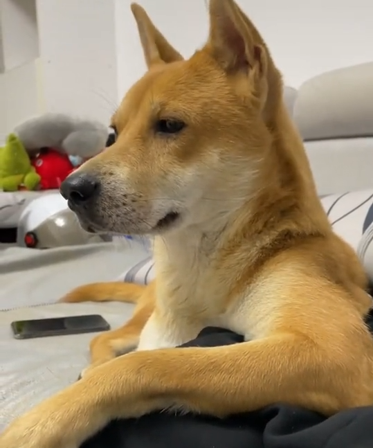 大黄也从小奶狗长成了全村最俊的狗子了 第3张插图