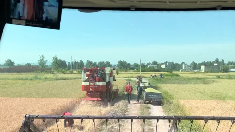 什么时候回来啊 回来割麦啊！