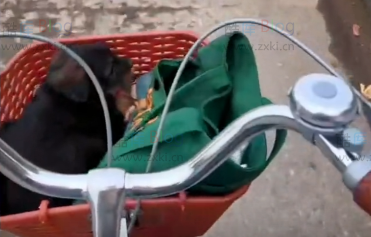 用五十一分钟看完一生(51分钟很短却是一只小狗的一生) 第3张插图