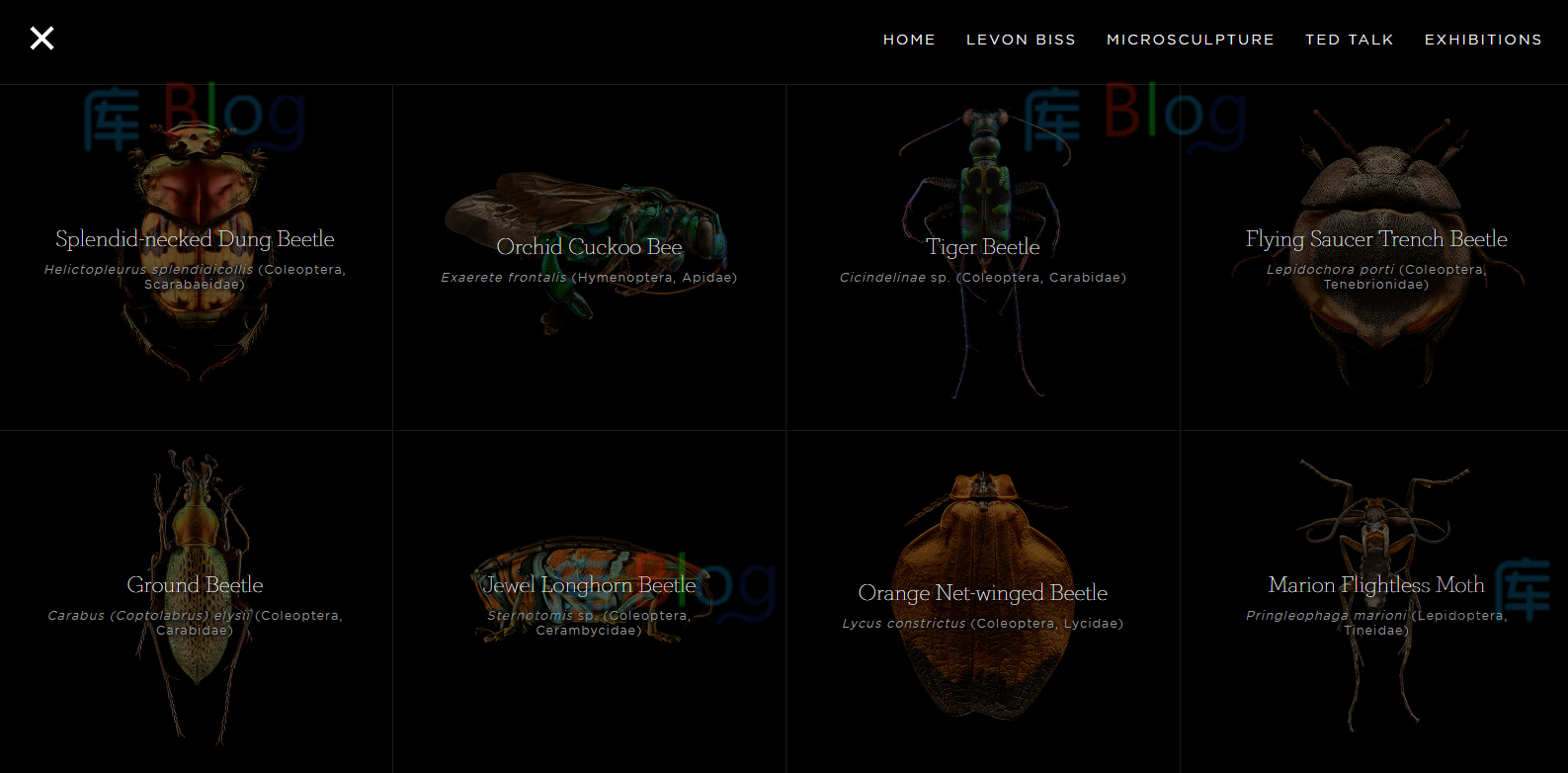 Microsculpture-昆虫肖像_超清昆虫微距摄影图片 第3张插图